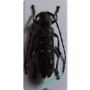 Saperda populnea (Linnaeus, 1758) Rzemlik osikowiec